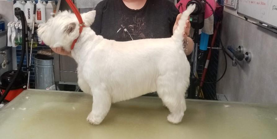 Groomed dog at Misty's